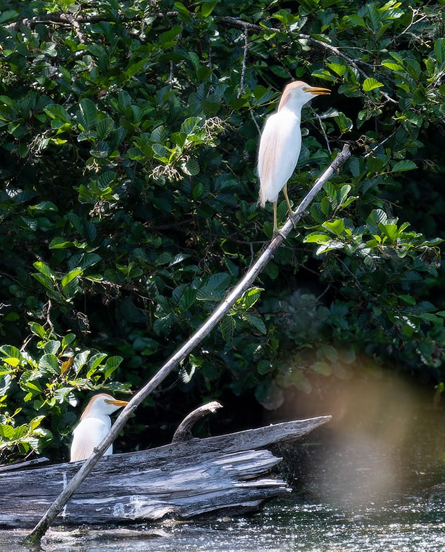 Bubulcus-ibis-(Linnaeus-1758)-(6).jpg.6cc780fed86426f7dde14b8a6d045aed.jpg