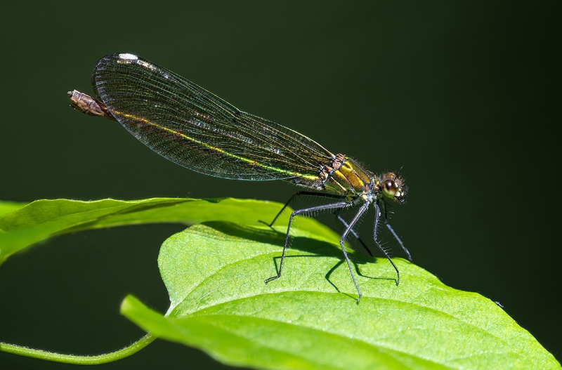 Calopteryx-splendens_-femmina-(35).jpg.04ce3b6340f694861dafb7730f3667df.jpg
