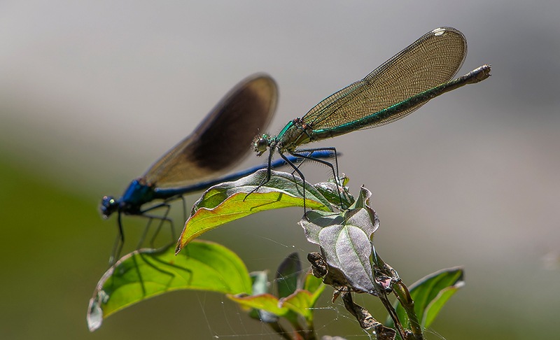 Calopteryx-splendens_-femmina-(40).jpg.4a2280530bf6c123e3a7e5ab16c6b428.jpg