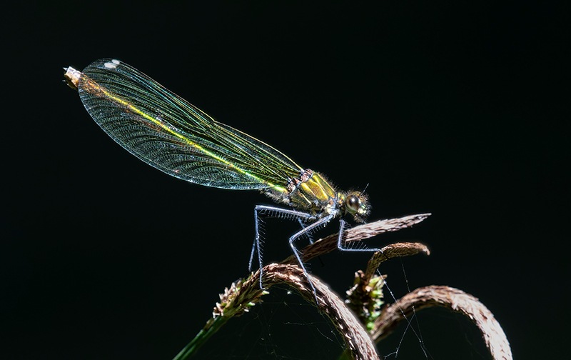 Calopteryx-splendens_-femmina-che-mangia-(1).jpg.470219fefb11783fe4b6a04dda4b8b00.jpg