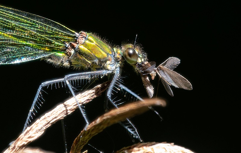 Calopteryx-splendens_-femmina-che-mangia-(11).jpg