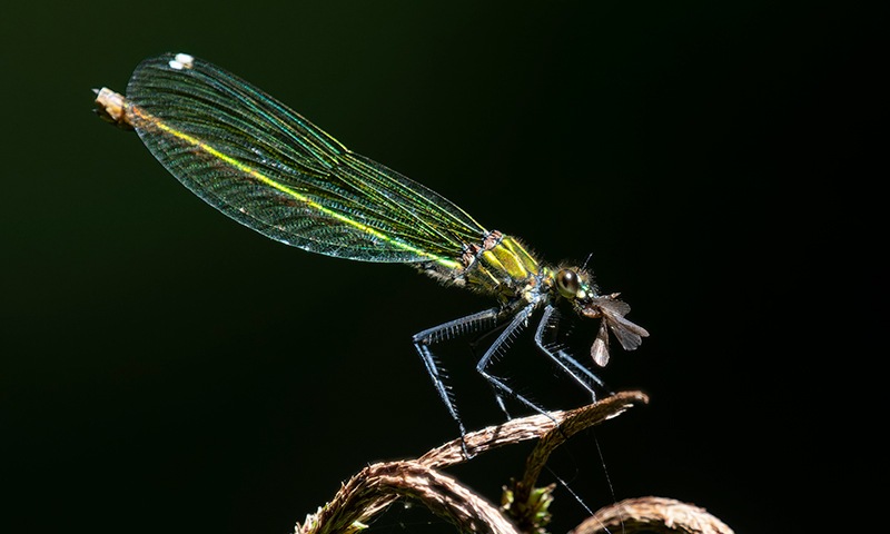 Calopteryx-splendens_-femmina-che-mangia-(3).jpg.b88efbc146871307709166c2d4afb785.jpg