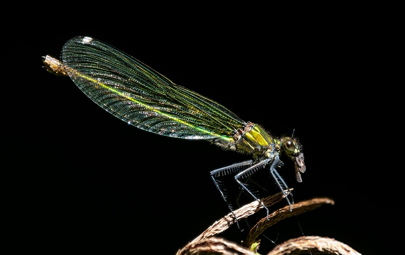 Calopteryx-splendens_-femmina-che-mangia-(6).jpg.6903d2b832c05416ee22a02301b8ec92.jpg
