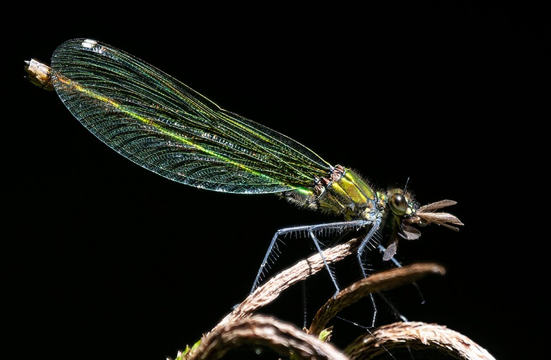 Calopteryx-splendens_-femmina-che-mangia-(7).jpg