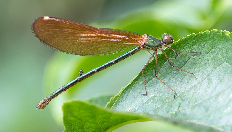 Calopteryx-splendens_-femmina-immatura-(1).jpg.5201fbe57440a758b5467e0438d7550d.jpg