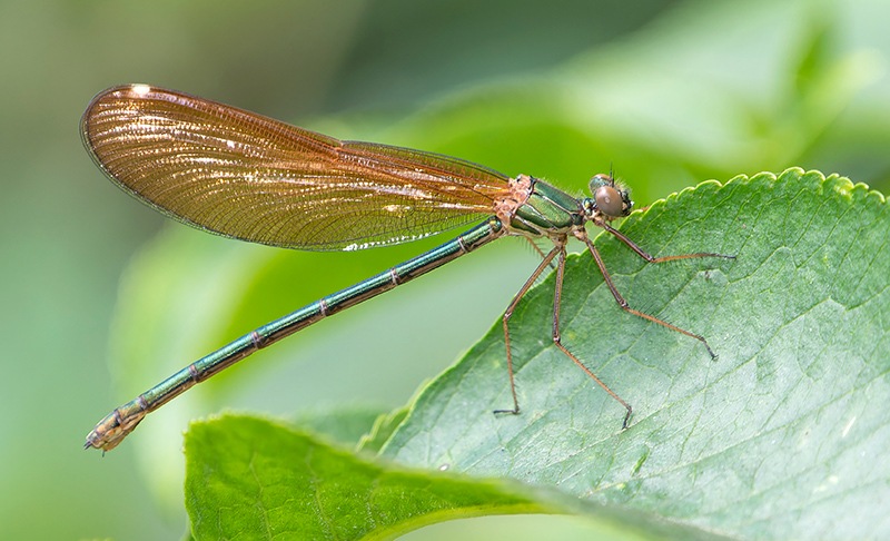 Calopteryx-splendens_-femmina-immatura-(2).jpg.e995ac8a6f6a76c18c4935a19900fb76.jpg
