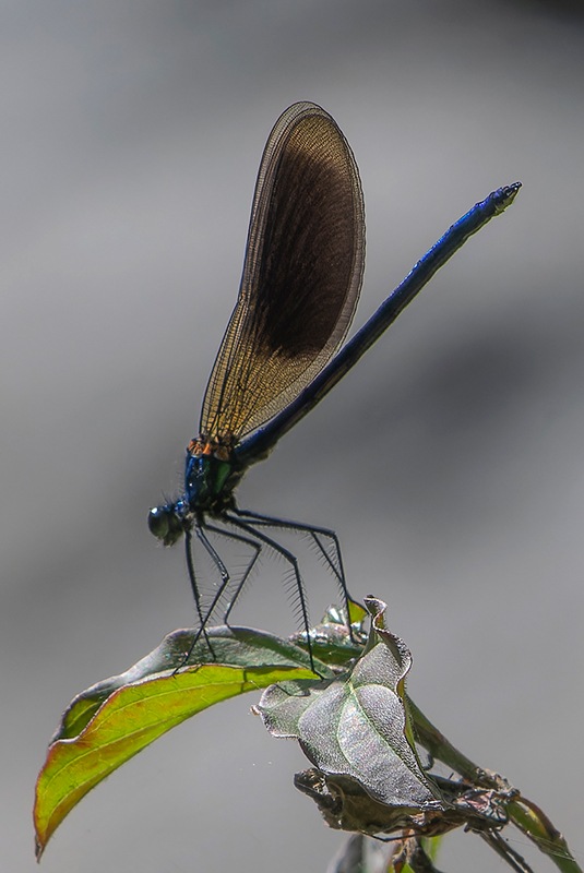 Calopteryx-splendens_-maschio-(71).jpg.7745a71b4797853859365926f672ebcd.jpg