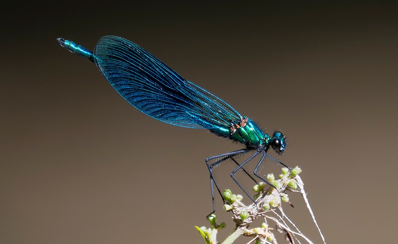 Calopteryx-splendens_-maschio-(72).jpg.f42cbbd6e83dfb8c5caf56ba07cc99ad.jpg