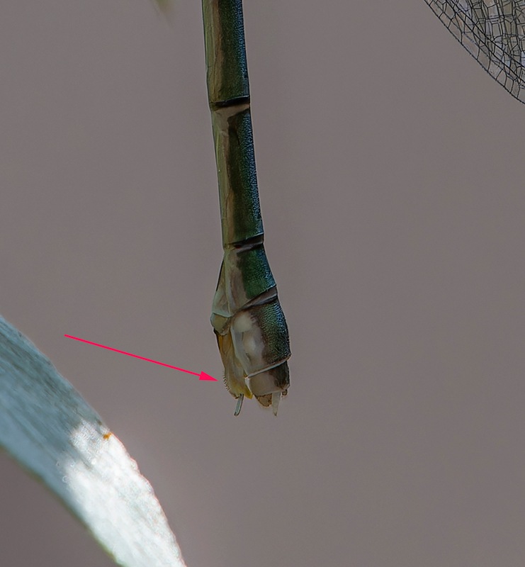 Chalcolestes-viridis_-femmina-(65).jpg.cdc67f00d052b172c2dd28d48e3d8608.jpg