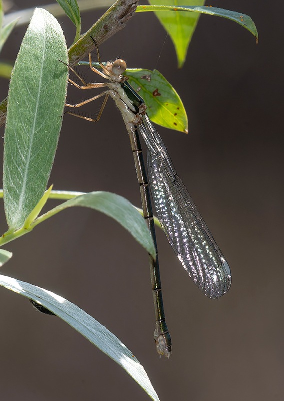 Chalcolestes-viridis_-femmina-(68).jpg.ebfaf06ed17fb158cb2d4a03b69c9e46.jpg