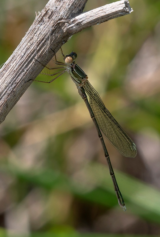 Chalcolestes-viridis_-maschio-giovane-(1).jpg.f3c23cf5c95c00bf1813646a66f85634.jpg