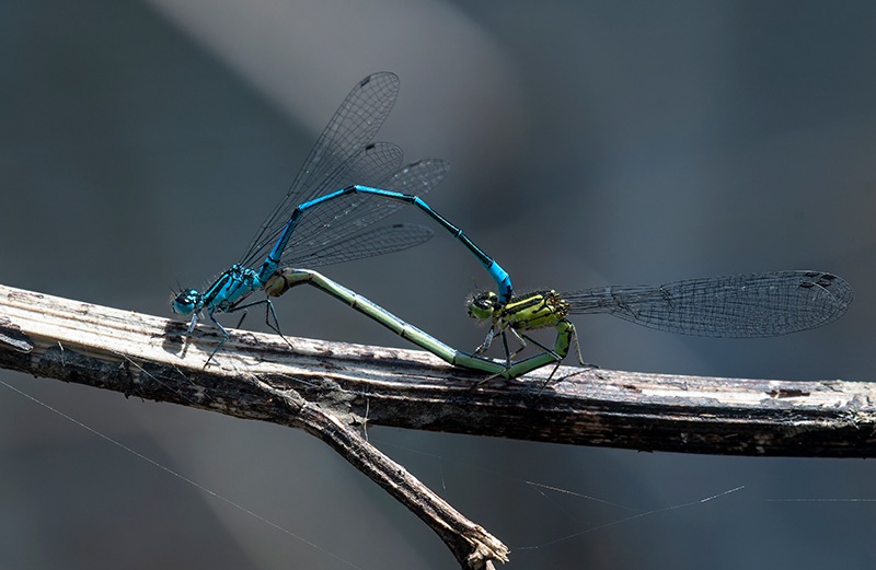 Coenagrion-puella_-copula-(83).jpg.1786db064c65495ede7bb8825aa0e046.jpg