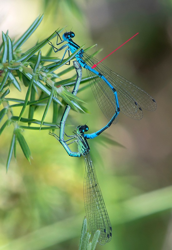 Coenagrion-puella_-copula-(84).jpg.75a39dc7e4bd26720076b37e781ed08b.jpg