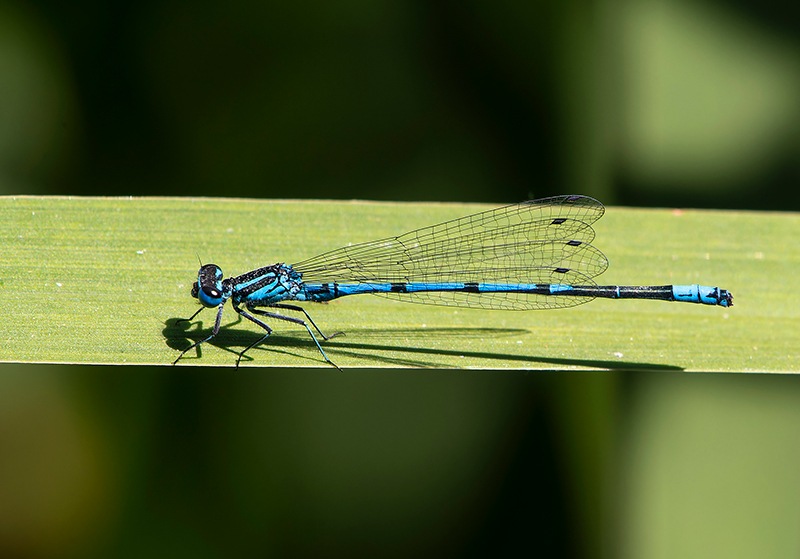 Coenagrion-puella_-maschio-(43).jpg.d545af1e27b02a38fd73259ad0456bb4.jpg
