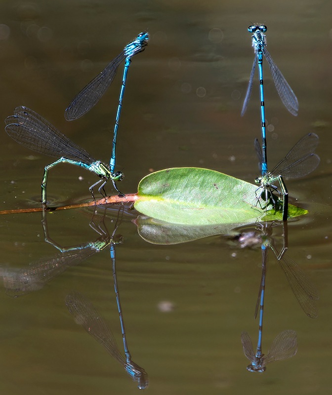 Coenagrion-puella_-ovideposizione-(104).jpg