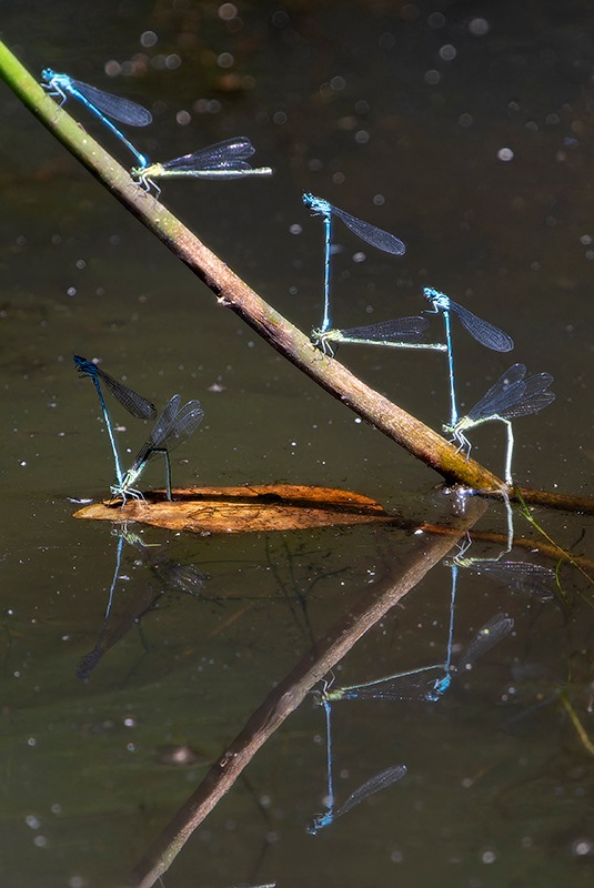 Coenagrion-puella_-ovideposizione-(107).jpg