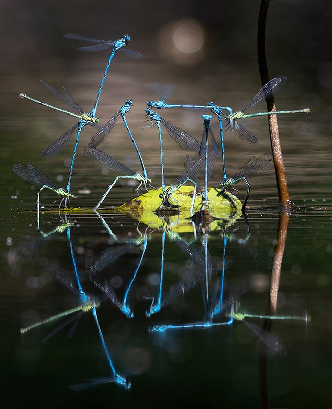 Coenagrion-puella_-ovideposizione-(123).jpg