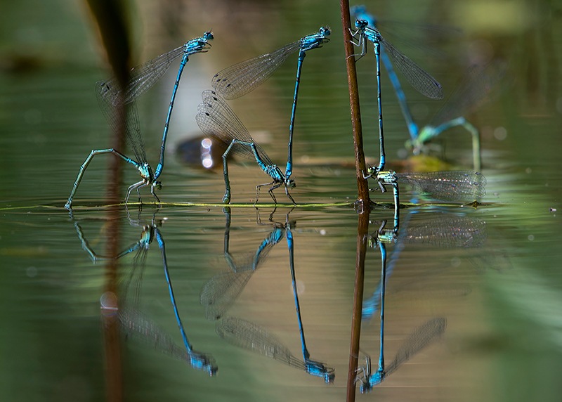 Coenagrion-puella_-ovideposizione-(124).jpg