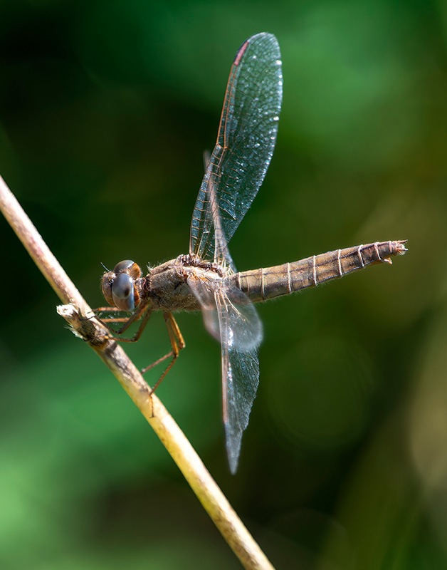 Crocothemis-erythraea_-femmina-(42).jpg.1466b13c3fff6e3e9bdf863ef4b03873.jpg