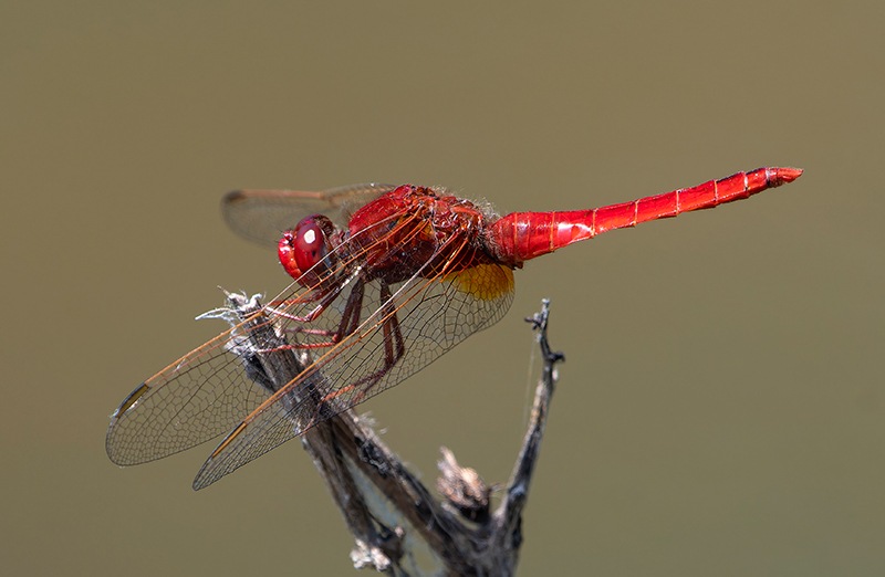 Crocothemis-erythraea_-maschio-(179).jpg.f32abea3e1fc22bdfaba5aa5a57733e9.jpg