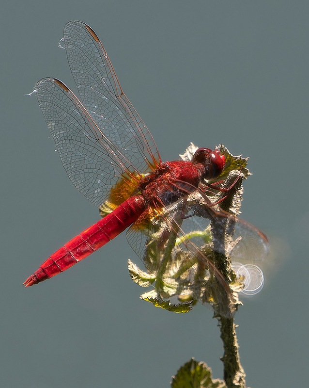 Crocothemis-erythraea_-maschio-(181).jpg.1290f89bb661e900a0528706651a3b63.jpg