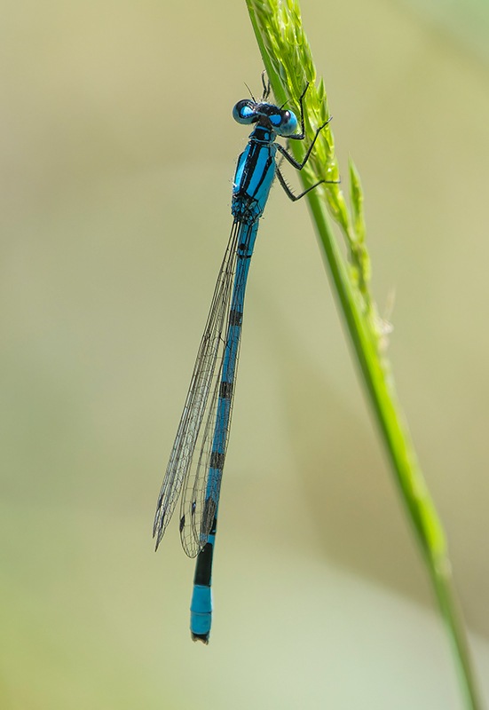 Enallagma-cyathigerum_-maschio-(64).jpg.9fdf1704a013d505c2ae70ef396007b8.jpg