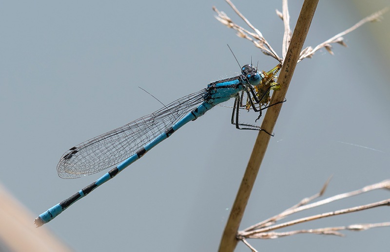 Enallagma-cyathigerum_-maschio-che-mangia-(1).jpg.2a08342aeb5399e7e2c2708ccf63c896.jpg