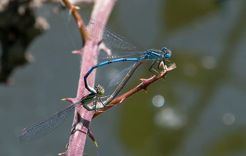 Erythromma-lindenii_-copula-(45).jpg.fd5f2e9bad7ba4ceed1ec1ddb77e08a4.jpg
