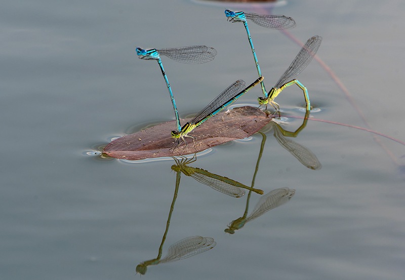 Erythromma-lindenii_-tandem-in-ovideposizione-(66).jpg
