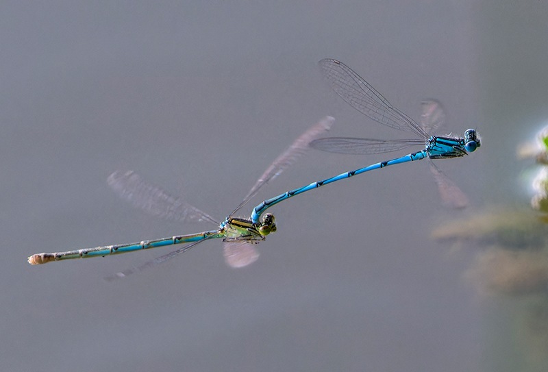 Erythromma-lindenii_-tandem-in-volo-(11).jpg.70a58e7d5c741fef3279a50b2b521eae.jpg