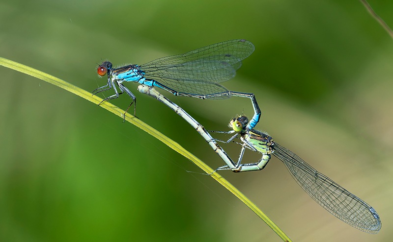 Erythromma-viridulum_-copula-(11).jpg.2ee459d3b19a2d793a5471b2079af1c8.jpg