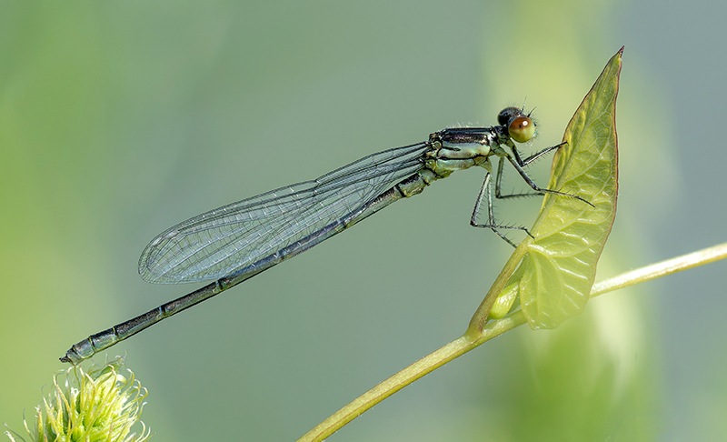 Erythromma-viridulum_-maschio-immaturo-(4).jpg.6c336b428c257b125c299225c2964f1c.jpg