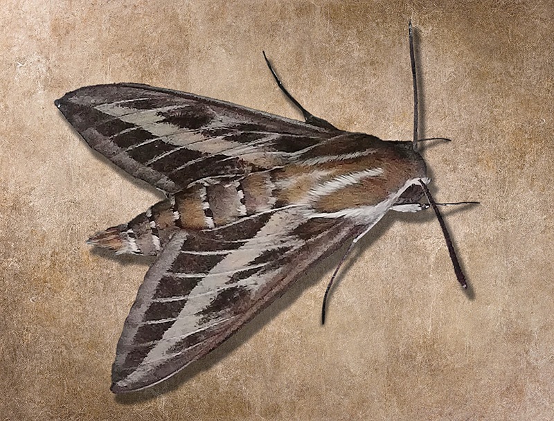Hyles-livornica---Striped-Hawk-Moth-06b.jpg