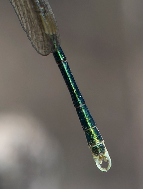 Lestes-virens_-giovane-maschio-(10).jpg.05d94b80995597998800ba5e24da842e.jpg