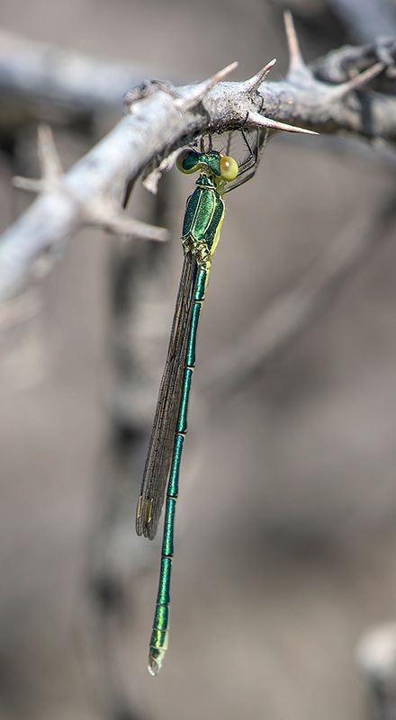 Lestes-virens_-giovane-maschio-(11).jpg.c8cb3ea82101fd022b5a0e062b299d1a.jpg
