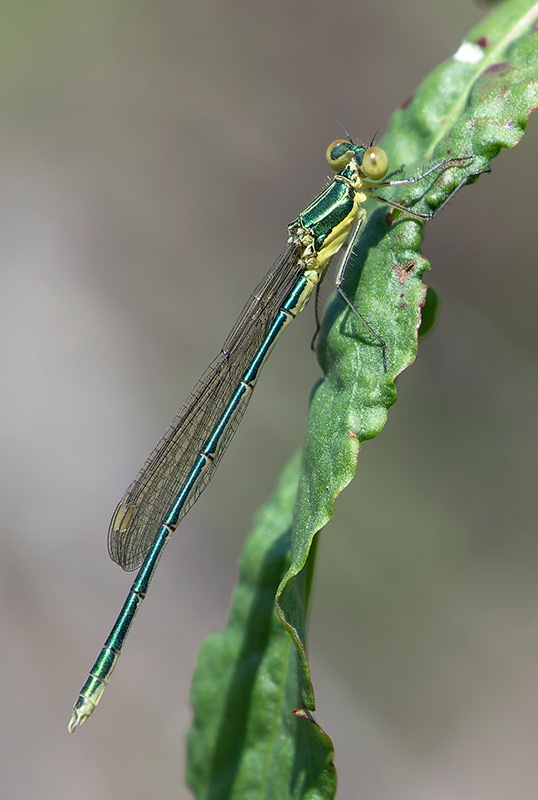 Lestes-virens_-giovane-maschio-(13).jpg.03b33fc277edb2256761a33c05421dce.jpg