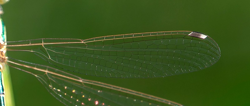Lestes-virens_-giovane-maschio-(16).jpg.3a986579d7b541c28751ab7aaafe9f59.jpg