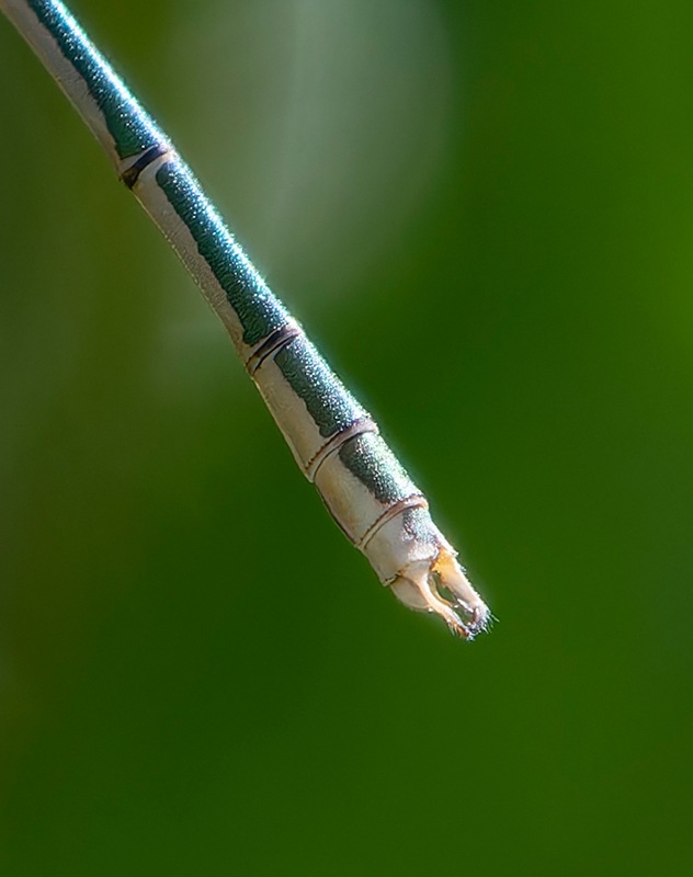 Lestes-virens_-giovane-maschio-(17).jpg.0e162d47b4aa62eddc93bc2797c0bdf4.jpg