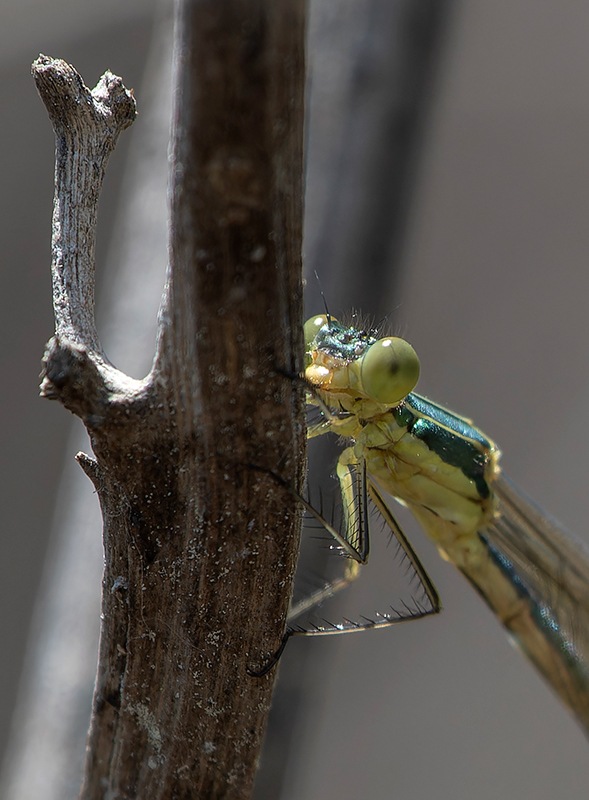 Lestes-virens_-giovane-maschio-(7).jpg.5c17fbe3f796f9a645336c7219be78aa.jpg