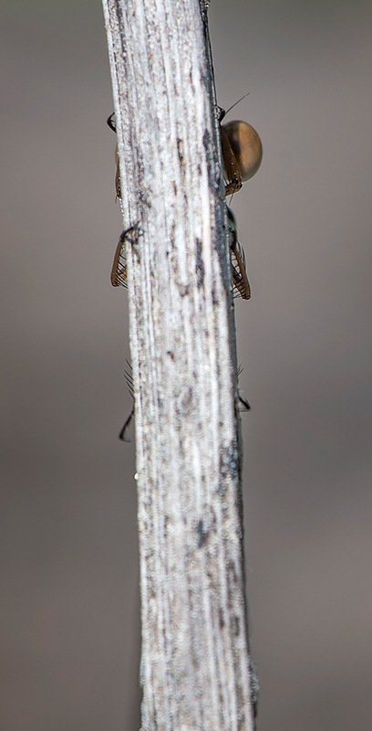Lestes-virens_-giovane-maschio-(8).jpg.9d8683200f76b6a308b274d232b8279f.jpg