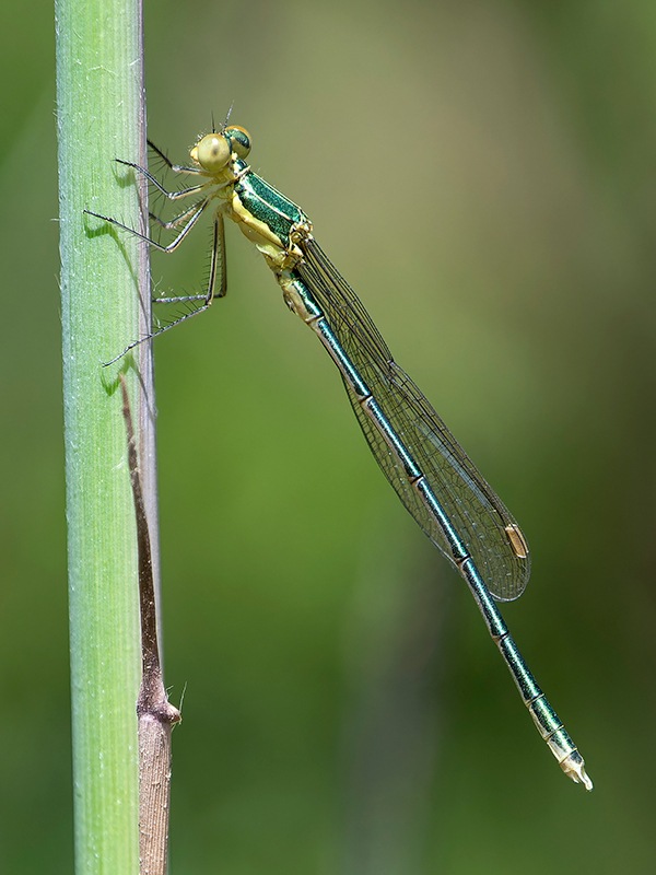 Lestes-virens_-giovane-maschio-(9).jpg.da3885daed628fc0385d36d858e0e108.jpg