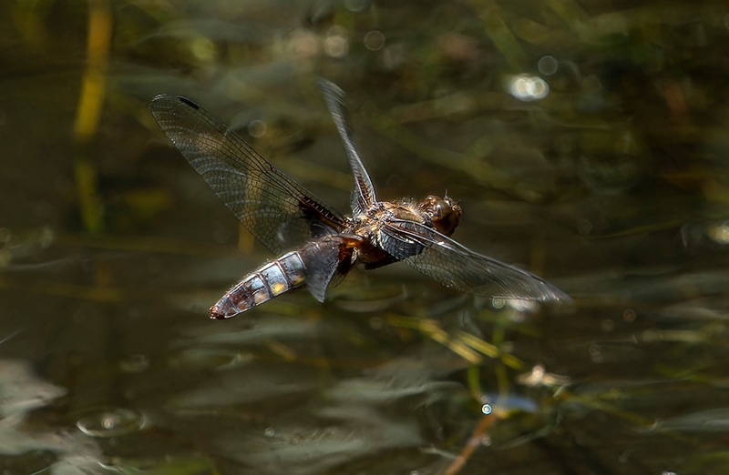 Libellula-depressa_-femmina-in-deposizione-(12).jpg.04025a8f2f0ed0cab2762e0aa099cda4.jpg