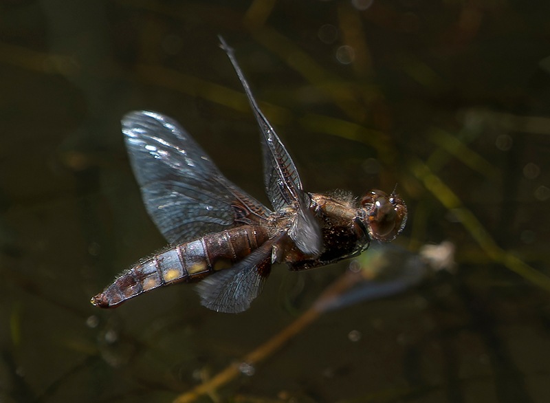 Libellula-depressa_-femmina-in-deposizione-(14).jpg.f40c5f3a7440efce1573d7acfddd408a.jpg