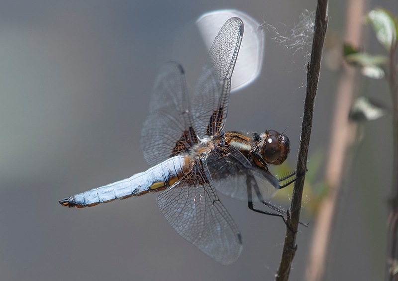 Libellula-depressa_-maschio-(107).jpg.888167bc1223b9f0250afad105d81cf5.jpg