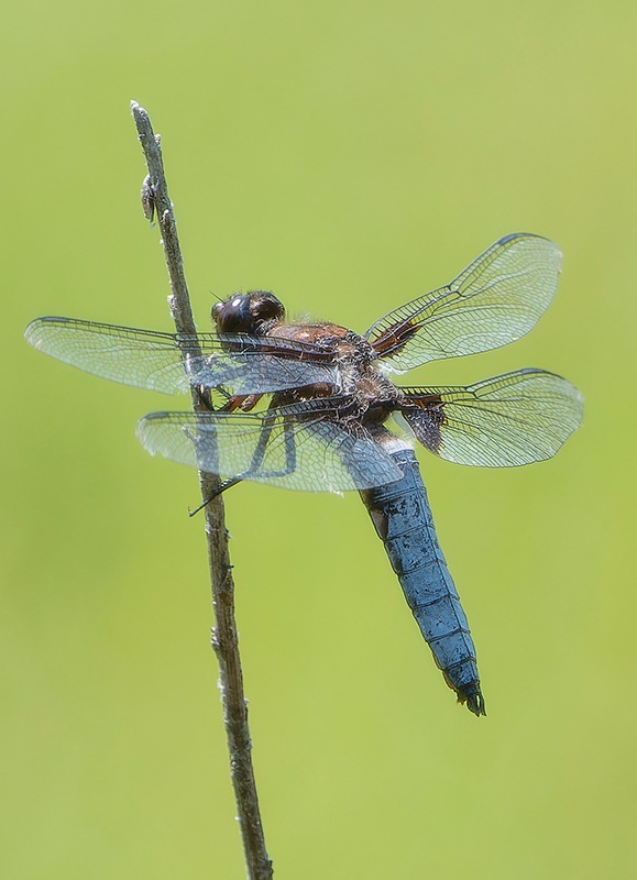 Libellula-depressa_-maschio-(111).jpg.b1f7f2444d6ad9edc009bb4c00660bca.jpg