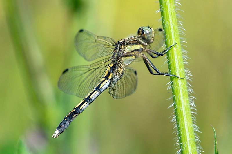 Orthetrum-albistylum_-femmina-(31).jpg.856be7b02c906b00ecd453dfd5bb1a84.jpg