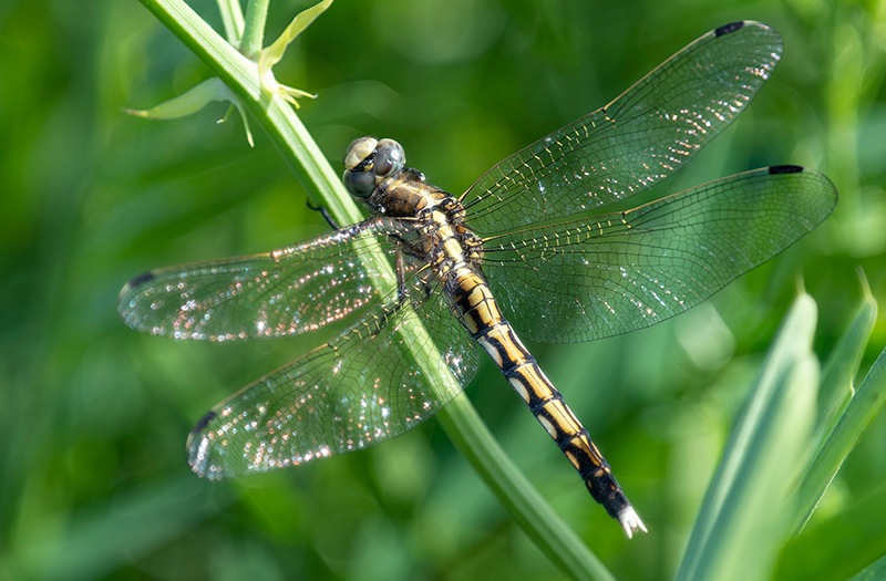 Orthetrum-albistylum_-femmina-(36).jpg.3926785c10b3b21cf3b85aa96e5d3f8f.jpg