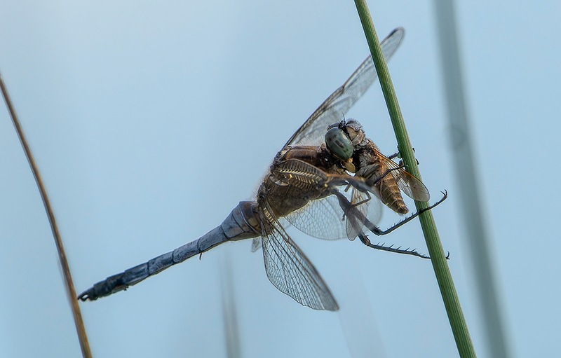 Orthetrum-cancellatum_-maschio-che-mangia-(5).jpg