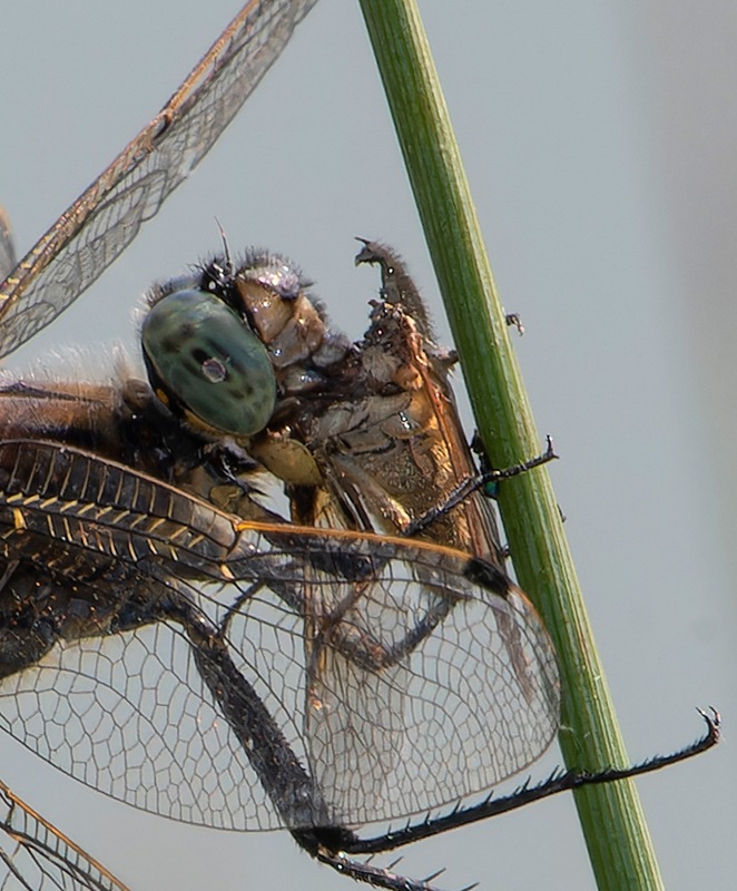 Orthetrum-cancellatum_-maschio-che-mangia-(7).jpg