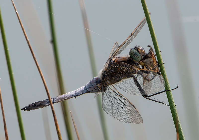 Orthetrum-cancellatum_-maschio-che-mangia-(8).jpg